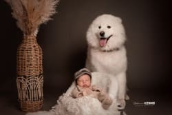Bébé endormi dans un petit panier en laine, accompagné d’un chien Samoyède au pelage blanc, dans un décor bohème naturel et chaleureux.